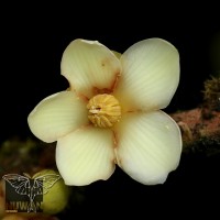 Stemonoporus rigidus Thwaites